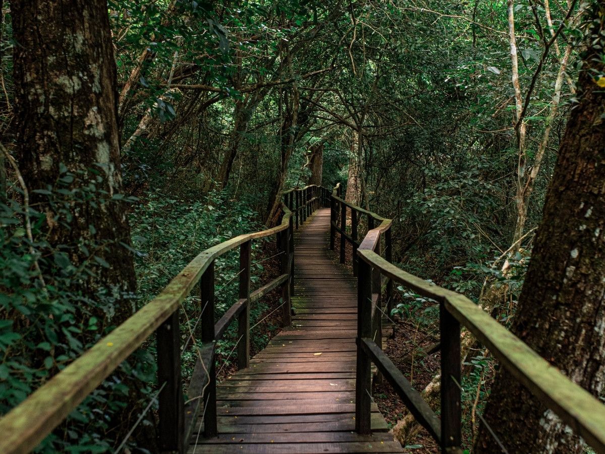 Passarelas de madeira em meio à mata ciliar do Rio Mimoso
